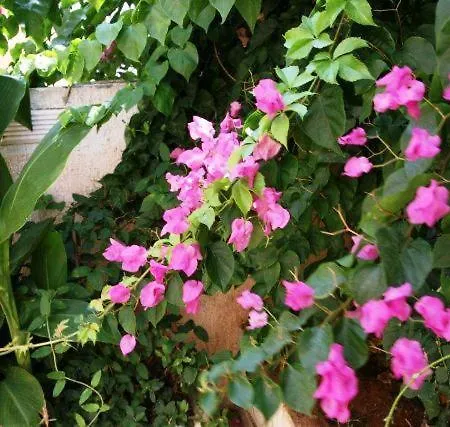 Apartmán Sofia Skala (Kefalonia)